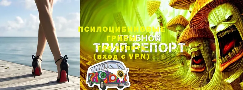 Галлюциногенные грибы GOLDEN TEACHER  даркнет сайт  Поворино 